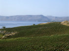 Israel, the Sea of Galilee, view of the Horns of Hattin seen over cultivated crops on the north east shore
