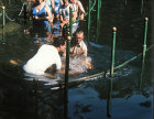 Israel, Pentecostals being baptised in the Jordan