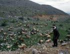 Israel, Druze shepherd with his sheep and goats on Mount Hermon