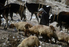 Israel, Shepherd, sheep and cattle near Nablus