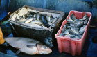 Boxes of fish caught in Sea of Galilee, Tiberius Harbour, Galilee, Israel