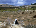 Israel, Arab woman sitting watching her goats, between Bethlehem and Hebron