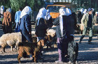Israel, Beersheva, animal market, sheep and goats