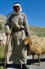 Israel, shepherd holding one of his sheep