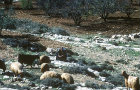 Israel, Samaria, shepherd and his sheep