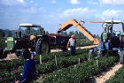 Israel, Quetara, Kibbutz, a tractor picking up peppers