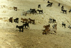 Israel, goats on hillside in Wadi Qilt