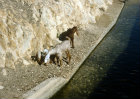 Israel, goats at water conduit in Wadi Qilt