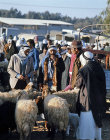 Israel, Beersheva, animal market, Arabs bargaining for sheep
