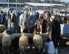 Israel, Beersheva, animal market, Arabs bargaining for sheep