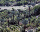 Palm trees in oasis near Jericho, Israel