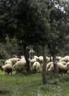 Israel, Druze shepherd with his flock of sheep in the Golan Heights