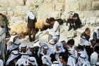 Sheep market outside the north east corner of the city wall, Jerusalem, Israel