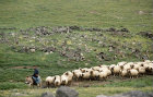 Israel, Druze shepherd on a donkey in the Golan Heights
