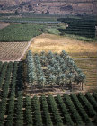 Palmery and fruit orchards north of Kursi on the eastern shore of the Sea of Galilee, aerial view, Israel