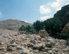 Israel, oasis in Judean Desert near the River Jordan