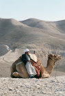 Arab boy and his camel resting, Judean Hills, Israel