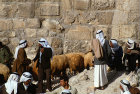 Israel, Jerusalem, Arabs and sheep at the north east corner of the city wall at the Friday markets