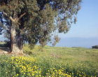 Spring flowers near Capernaum on Sea of Galilee, Israel