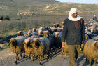 Israel, Golan Heights,  shepherd with his sheep on the hillside