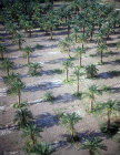 Palm plantation, aerial photograph, Ghor as-Safi, Jordan