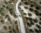 Sheep on road between olive groves, aerial photograph, near Umm Qais, biblical Gadara, Jordan