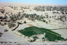 Libya, aerial view of an oasis on the outskirts of Zuila or Zwila