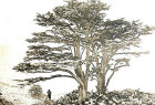Palestine, cedars of Lebanon, circa 1810