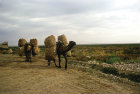 Camels carrying bales of cotton, al-Hardaneh, Euphrates Valley, Syria