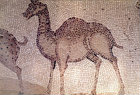Camel, detail from fifth century floor mosaic in the Great Church, Mopsuestia (Misis), Cilicia, Turkey