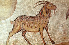 Goat, detail from fifth century floor mosaic in the Great Church, Mopsuestia (Misis), Cilicia, Turkey