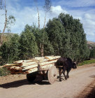 Buffalo and solid wheel cart, north eastern region of Turkey