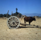 Oxen with typical cart, near Tyre, Aegean region, Turkey