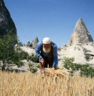 Farmer reaping in small field between cone dwellings, Cappadocia, Turkey