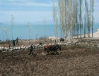 Ploughing on the shores of Lake Egridir, Pisidia, Turkey
