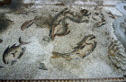 Turkey, Anazarbus, dolphin, octopus and fish from the Thetis mosaic