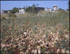 Field with wheat sown on stony ground, Turkey