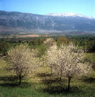 Mount Cadmus, view over orchard, Colossae, Turkey