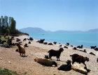 Turkey Pisidia,  goats on shore of Lake Egirdir, formerly Lake Egridir, south of Antioch