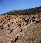 Kids returning to mother goats after they have been milked, in herd belonging to nomads camped above Lake Egridir, Pisidia,Turkey