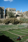 Garden in Sana
